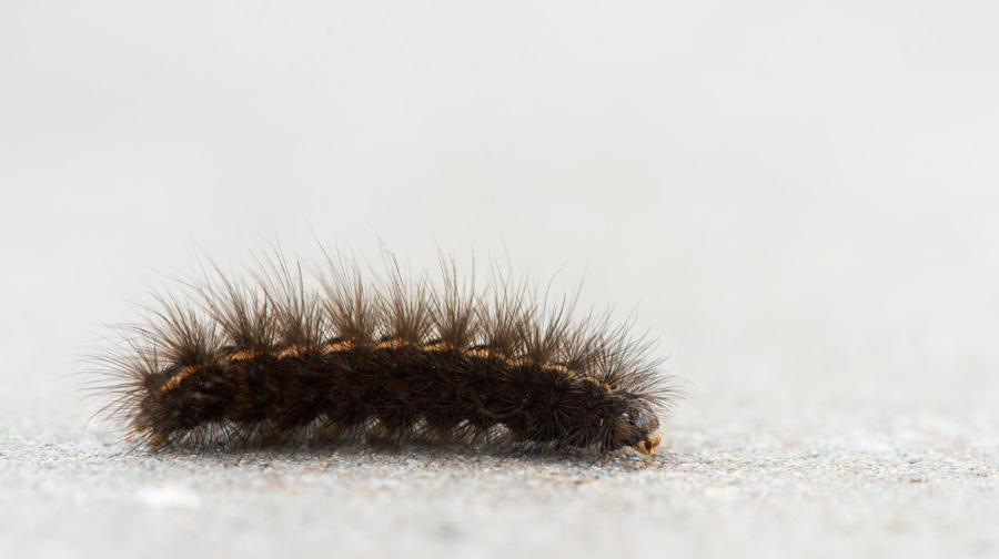 D4_8248F rups witte tijger (Spilosoma lubricipeda).jpg