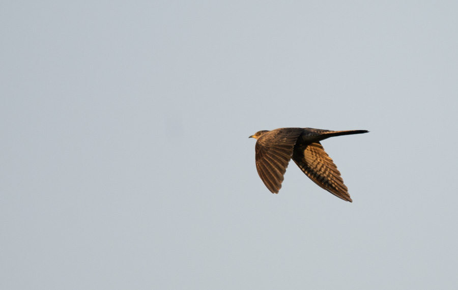 D40_8533F koekoek (Cuculus canorus, Common Cuckoo).jpg