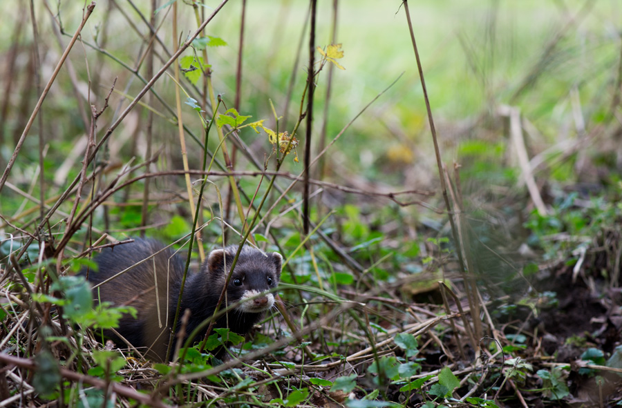 D40_3836F bunzing (Mustela putorius, European polecat).jpg