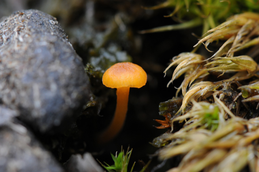 DSC_4430 gewoon vuurzwammetje (Hygrocybe miniata, Vermilion waxcap).jpg