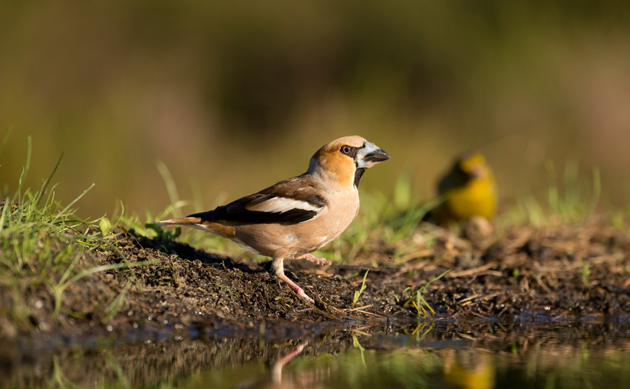 D4_1973F appelvink (Coccothraustes coccothraustes, Hawfinch).jpg