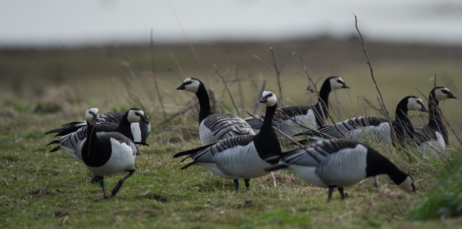 D4_6681F brandganzen (Branta leucopsis, Barnacle Goose).jpg