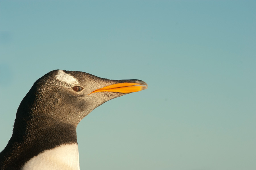 700_8700F ezelspinguin (Pygoscelis papua, Gentoo Penguin).jpg