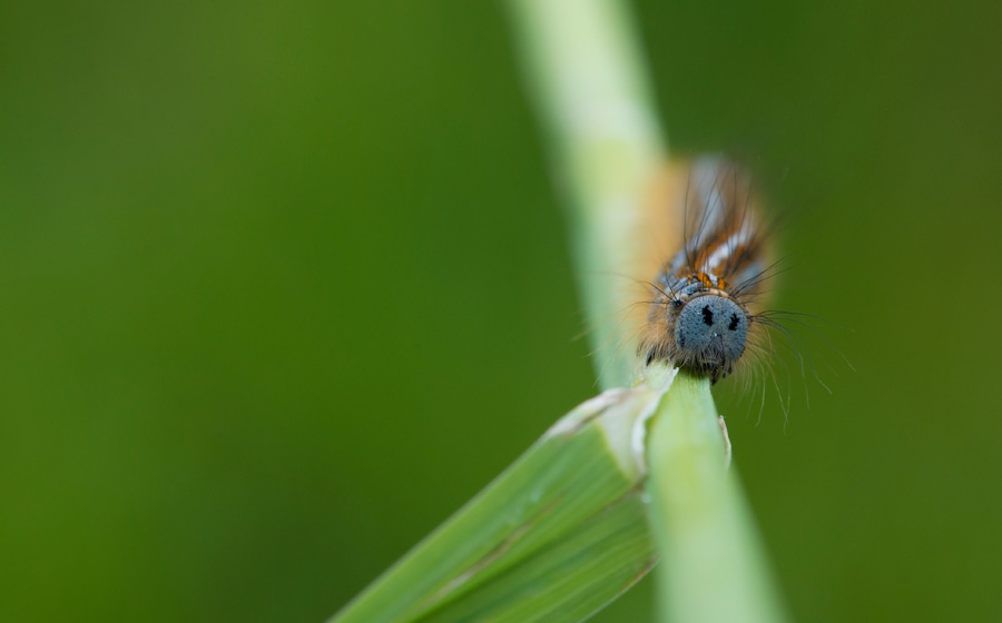 D40_5976F rups ringelrups (Malacosoma neustria).jpg