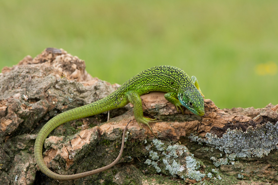 D40_7216F smaragdhagedis (Lacerta bilineata, Western green lizard).jpg