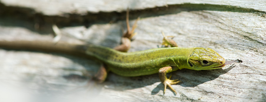 D40_2796F westelijke smaragdhagedis (Lacerta bilineata, female).jpg