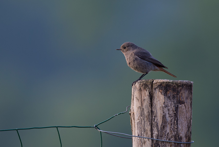 D40_4052F zwarte roodstaart (Phoenicurus ochruros, female).jpg