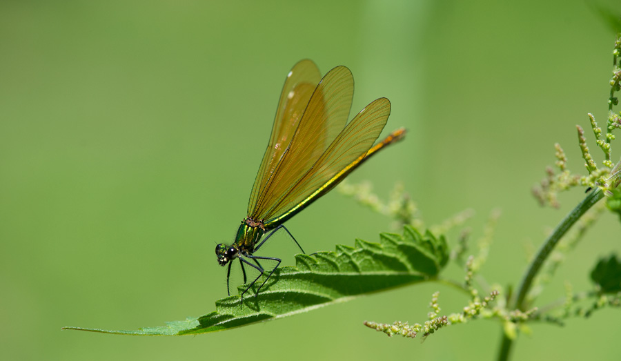 D40_3304F bosbeekjuffer (Calopteryx virgo, Beautiful Demoiselle), female.jpg