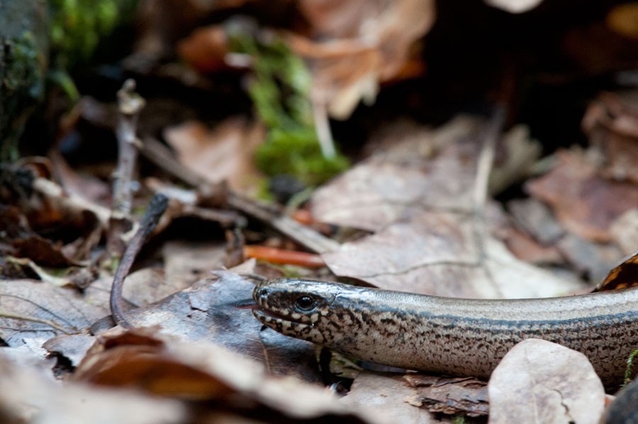 300_4476F hazelworm (Anguis fragilis, Slow worm).jpg