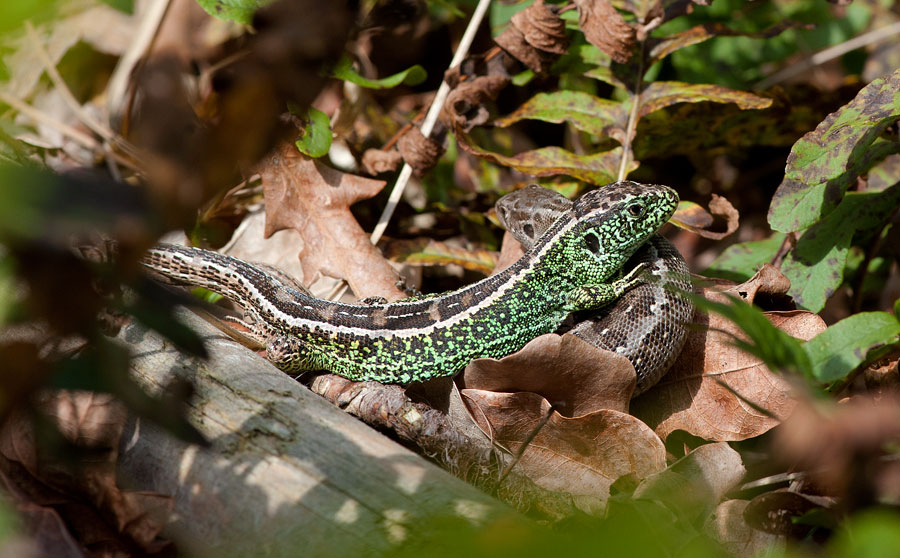 700_5809F zandhagedis (Lacerta agilis, Sand lizard).jpg
