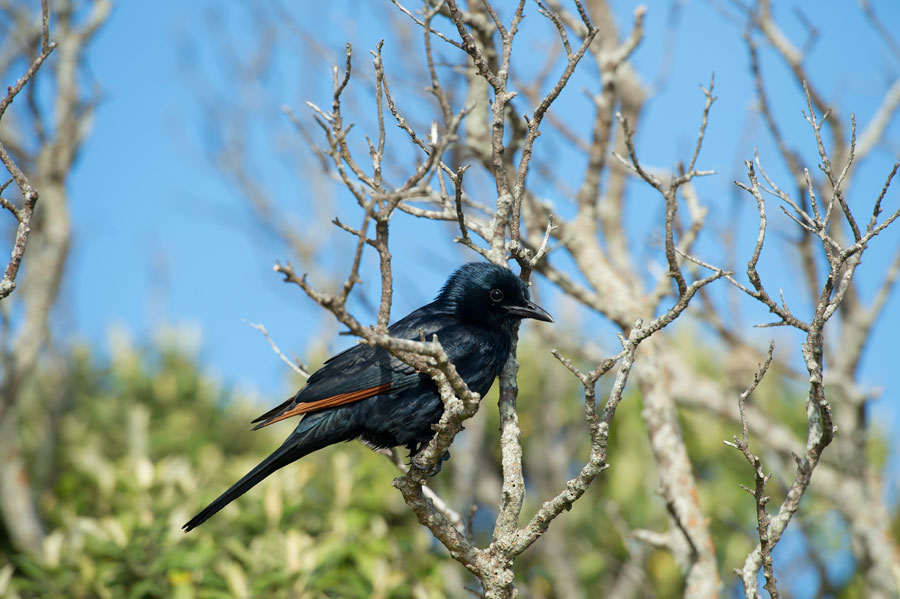 D40_2674F red-winged starling.jpg