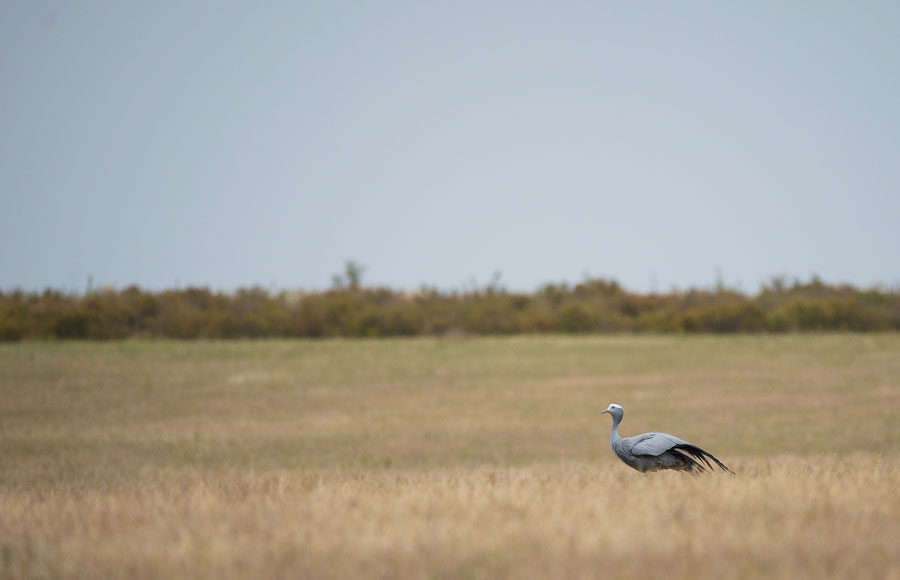 D40_3937F blue crane (Anthropoides paradiseus).jpg