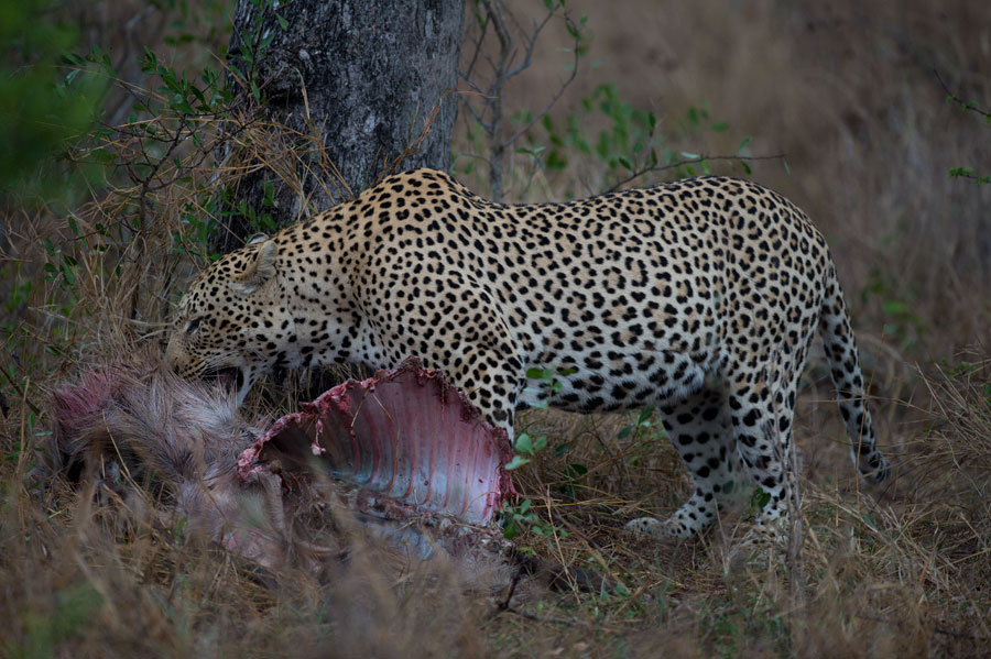 D40_6341F luipaard (Panthera pardus, leopard).jpg