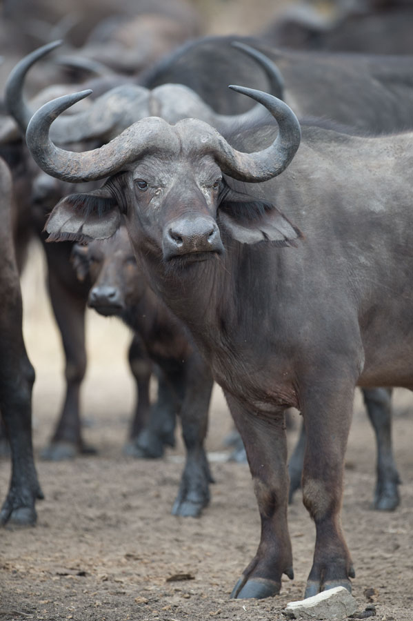 D40_6679F African buffalo or Cape buffalo (Syncerus caffer).jpg