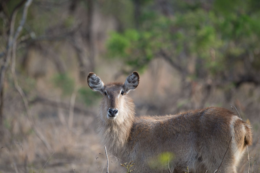 D40_6791F waterbok (Kobus ellipsiprymnus, waterbuck).jpg