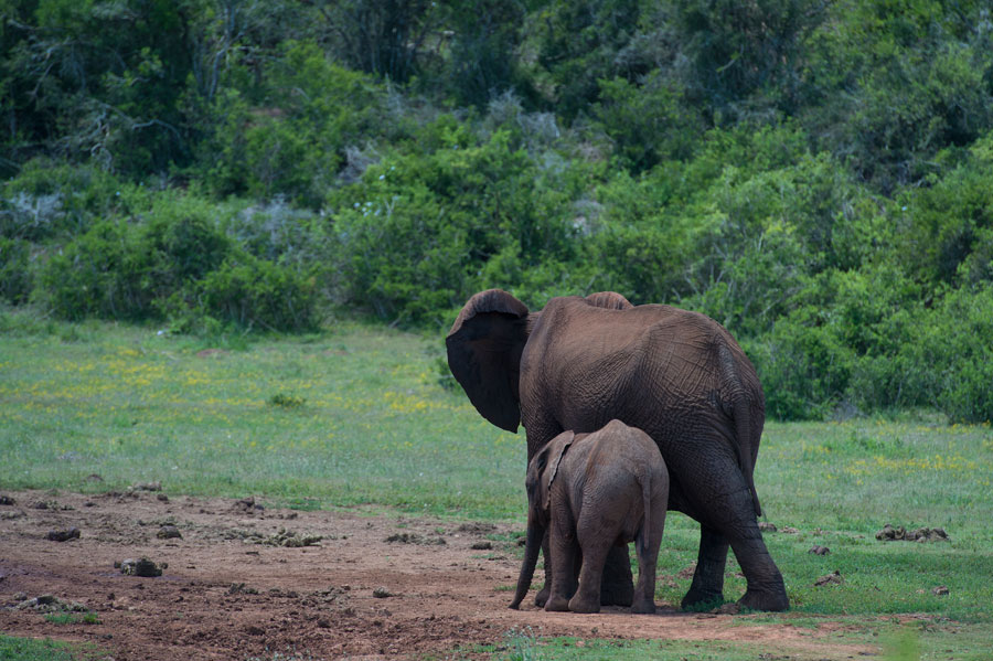 D40_5643F Afrikaanse olifant (Loxodonta africana, African Elephant).jpg