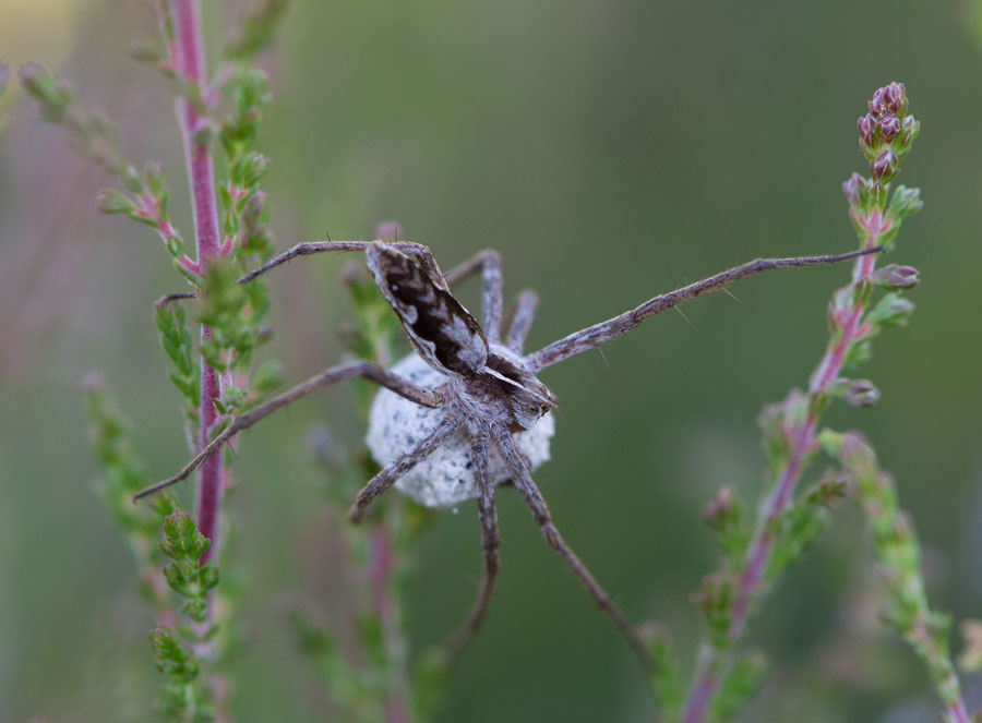 D40_7541F kraamwebspin (Pisaura mirabilis, Nursery Web Spider).jpg