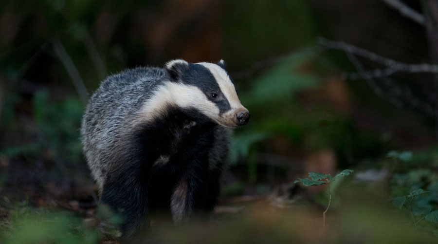 D40_5455F das (Meles meles, Badger).jpg