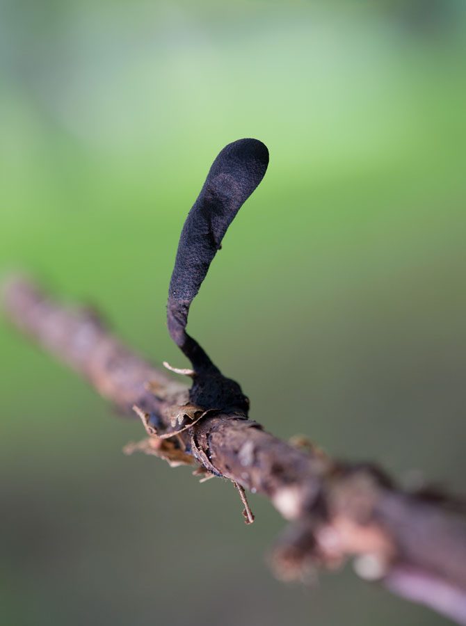 D40_6748F esdoornhoutknotszwam (Xylaria longipes).jpg