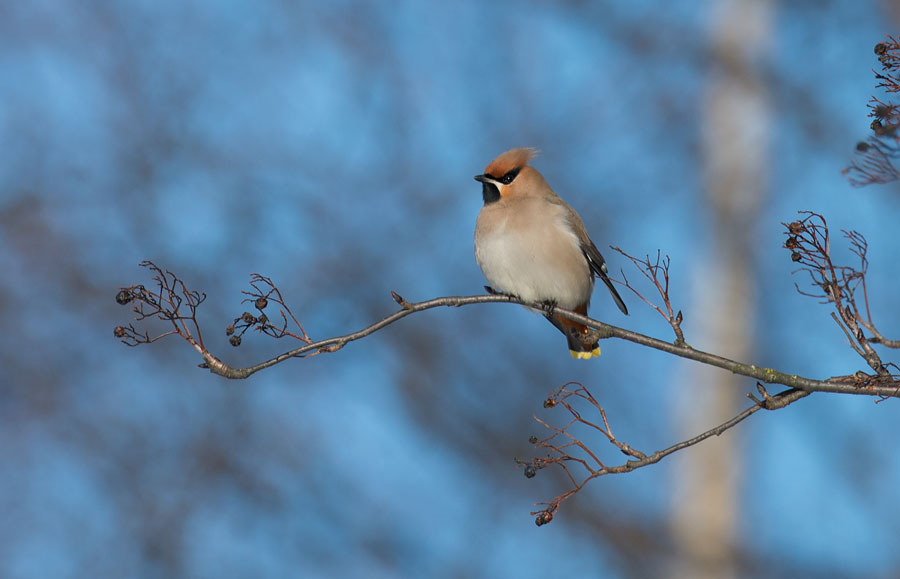 D40_0679F pestvogel (Bombycilla garrulus, Bohemian Waxwing).jpg