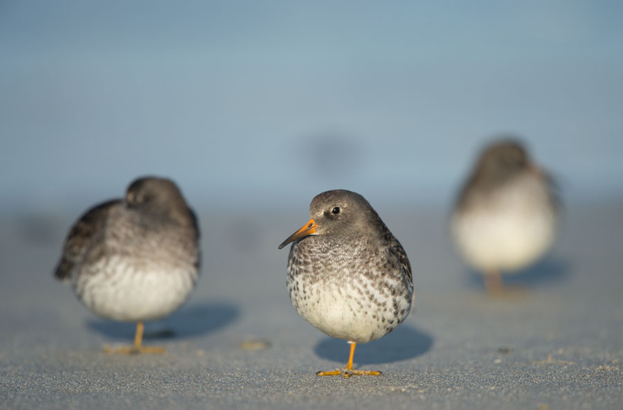 D40_3804F paarse strandloper (Calidris maritima, Purple Sandpiper).jpg