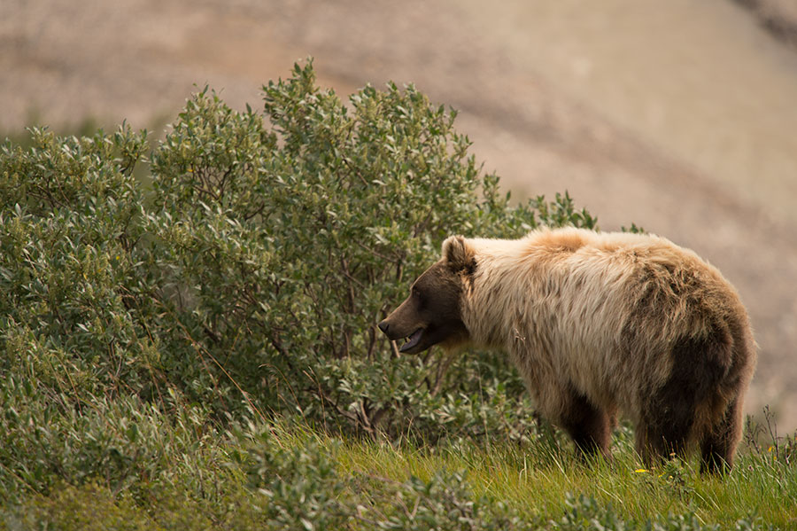 D4S_5561F grizzlybeer (Ursus arctos, Grizzly bear).jpg