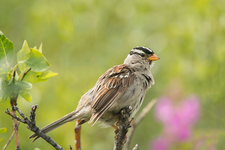 D4S_5851F witkruingors (Zonotrichia leucophrys, White-crowned sparrow).jpg