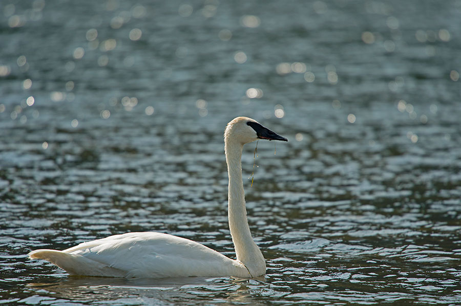 D4S_6513F trompetzwaan (Cygnus buccinator, Trumpeter swan).jpg