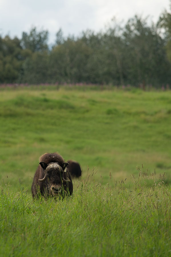 D4S_7742F Alaska muskusos (Ovibos moschatus moschatus, Alaska Muskox).jpg