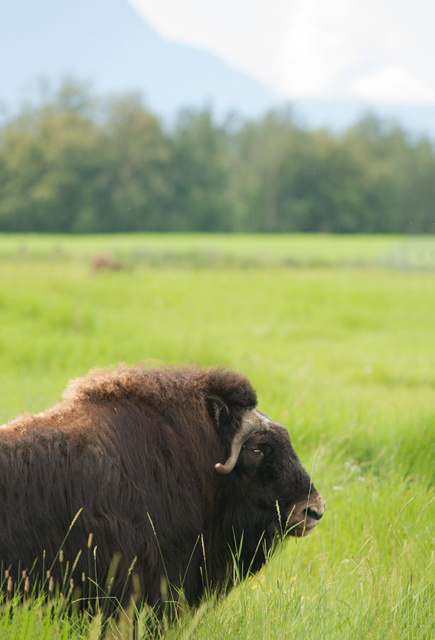 D4S_7695F muskusos (Ovibos moschatus moschatus, Alaska Muskox).jpg