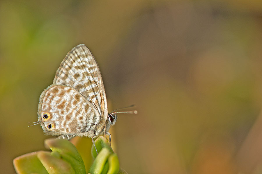 D4S_0834F klein tijgerblauwtje (Leptotes pirithous, Langs Short-tailed Blue).jpg