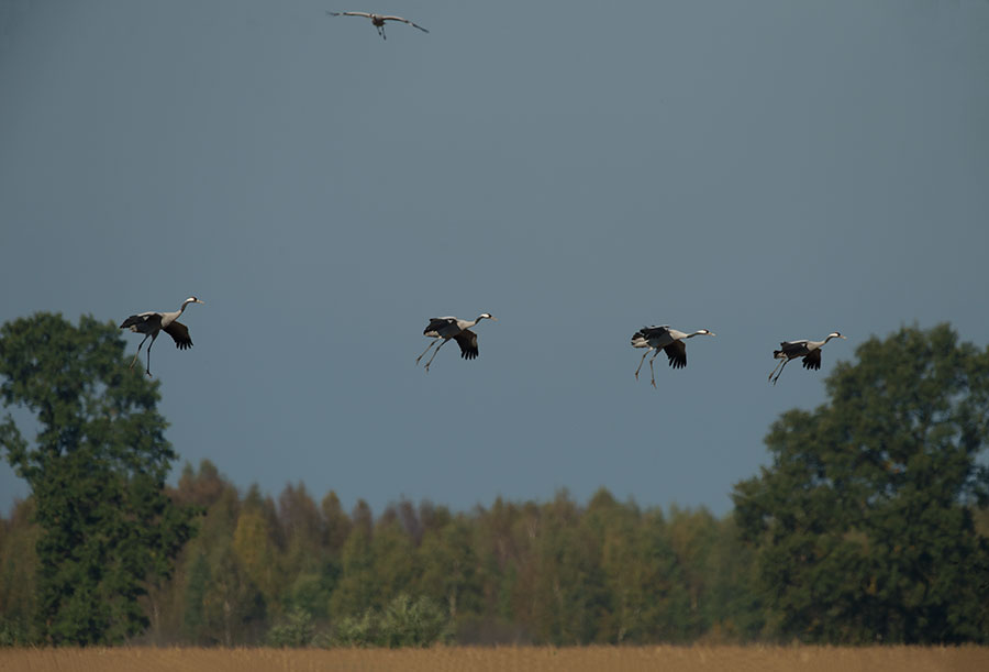 D4S_3423F kraanvogel (Grus grus, Common crane).jpg
