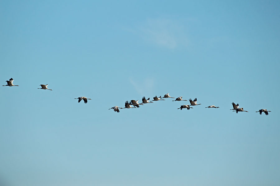 D4S_3048F kraanvogel (Grus grus, Common crane).jpg