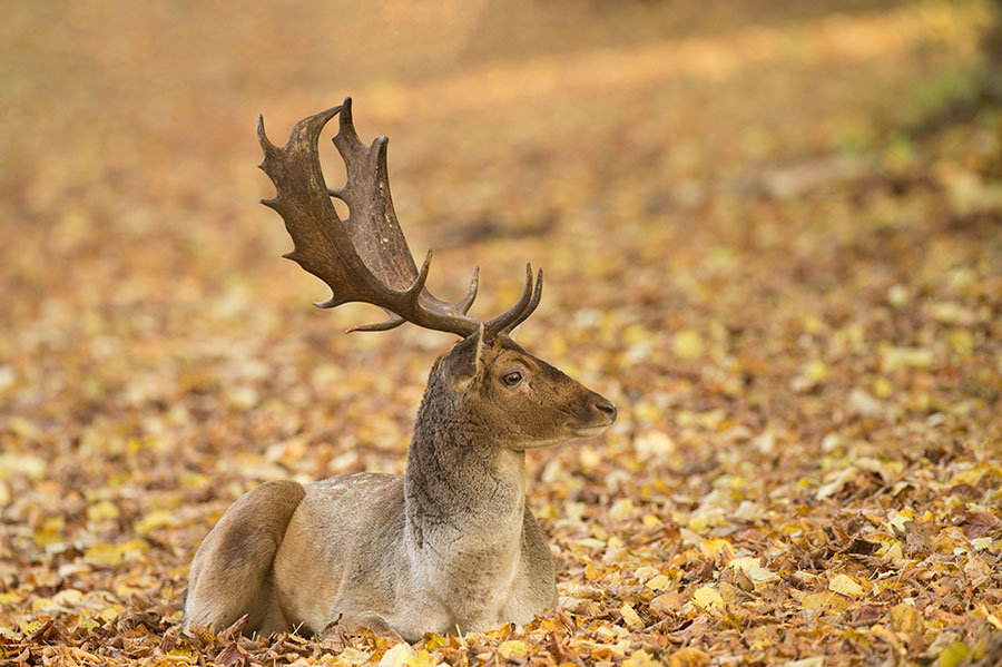 D4S_5487F damhert (Dama dama, Fallow Deer).jpg