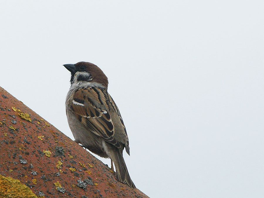 DSC01641F ringmus (Passer montanus, Tree Sparrow).jpg