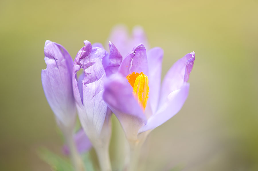 D4S_2650F krokus (Crocus, Crocus).jpg