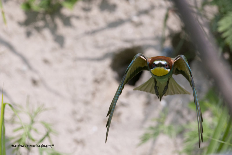 European Bee-Eater (Merops apiaster) Cava di Brusaschetto Piedmont