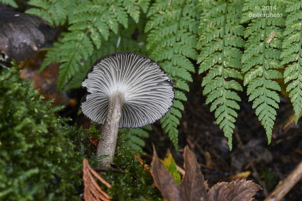 in Pacific Spirit Regional Park, Vancouver