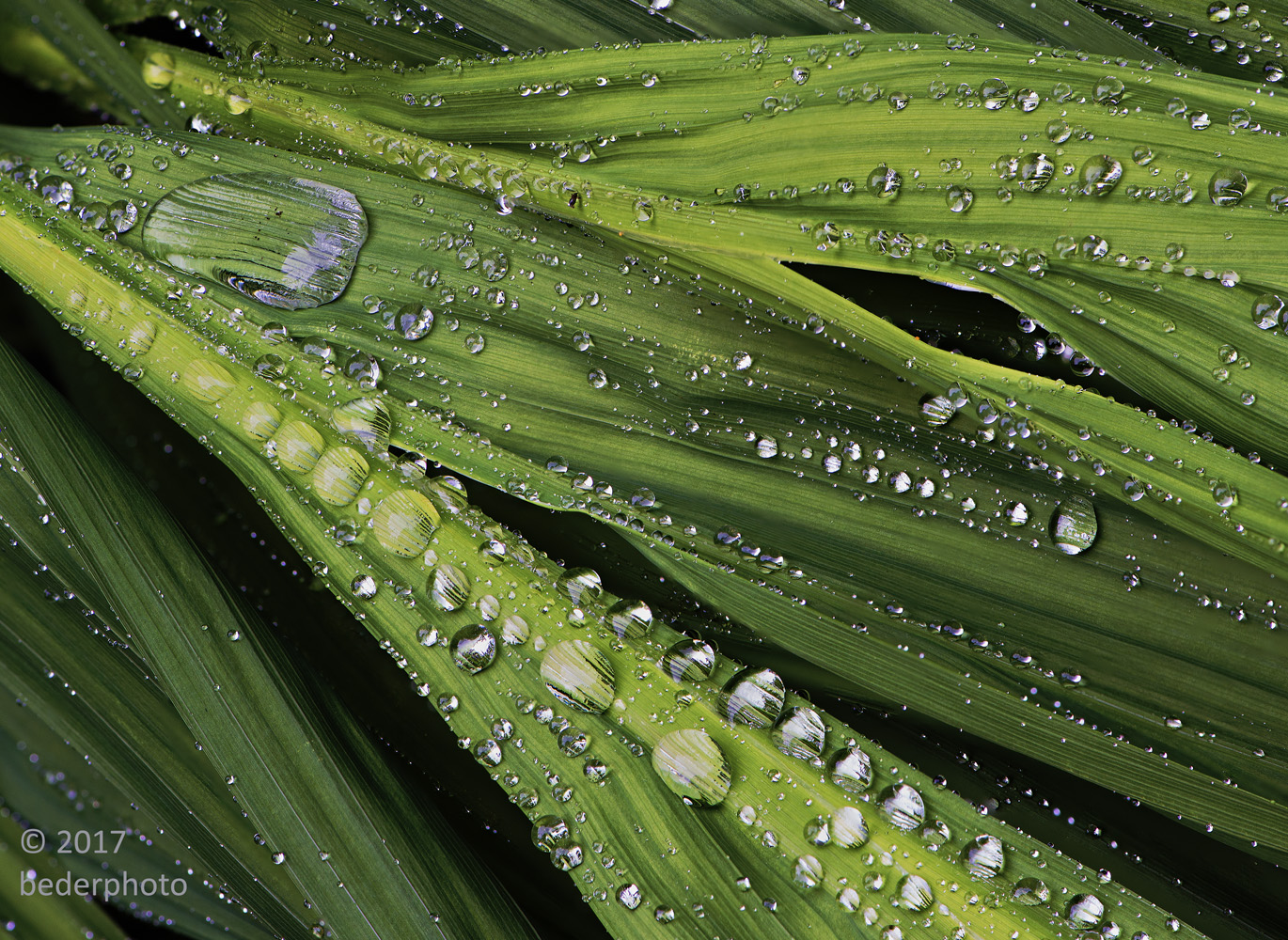 crocosmia rain droplets  