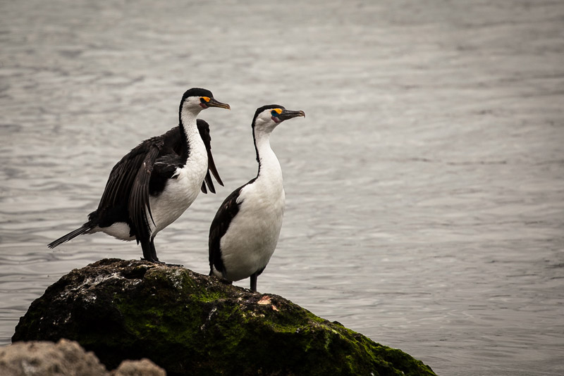 Pied Cormorants