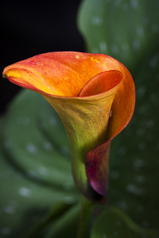 Orange Zantedeschia