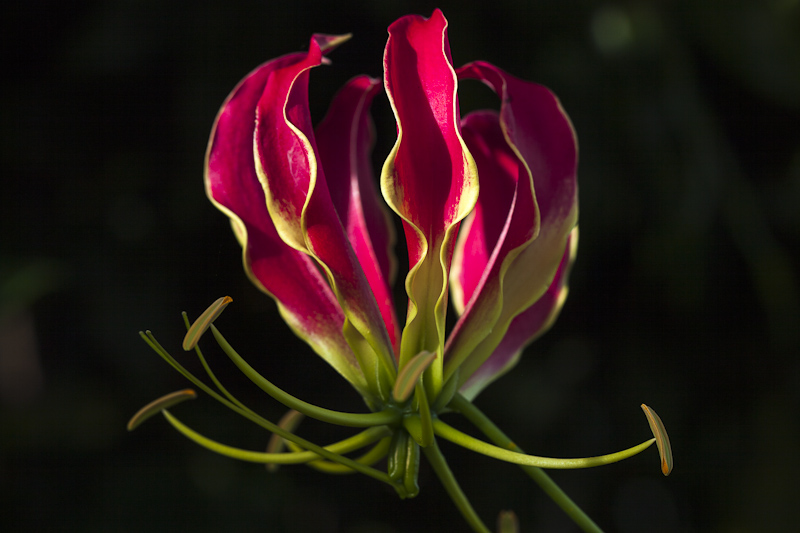 Gloriosa Rothschildiana