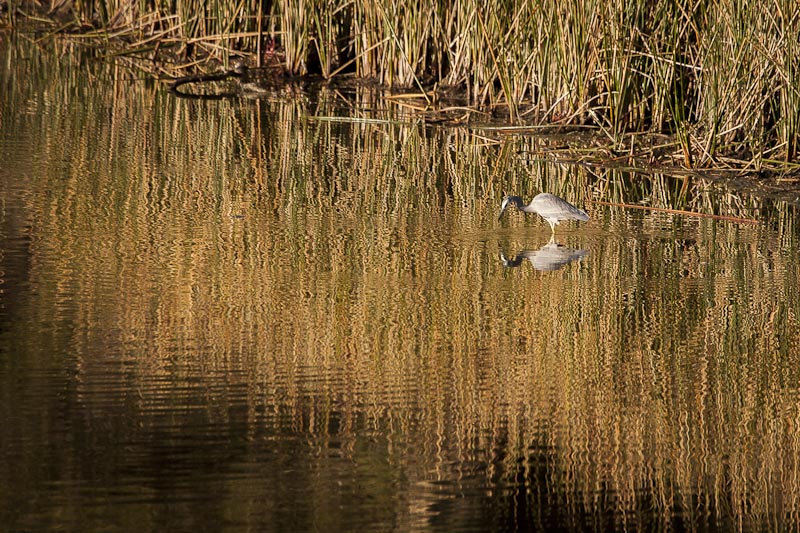 Peace on golden pond