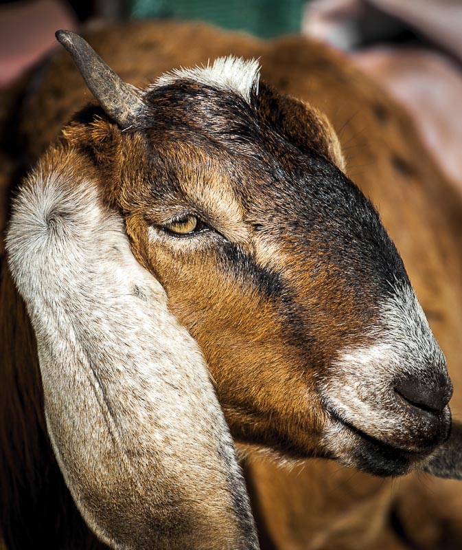 I dont really like goats