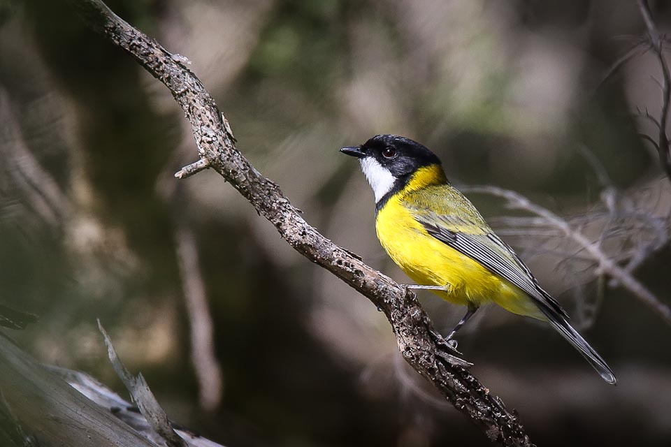 Golden Whistler