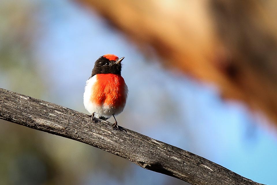 Red capped robin