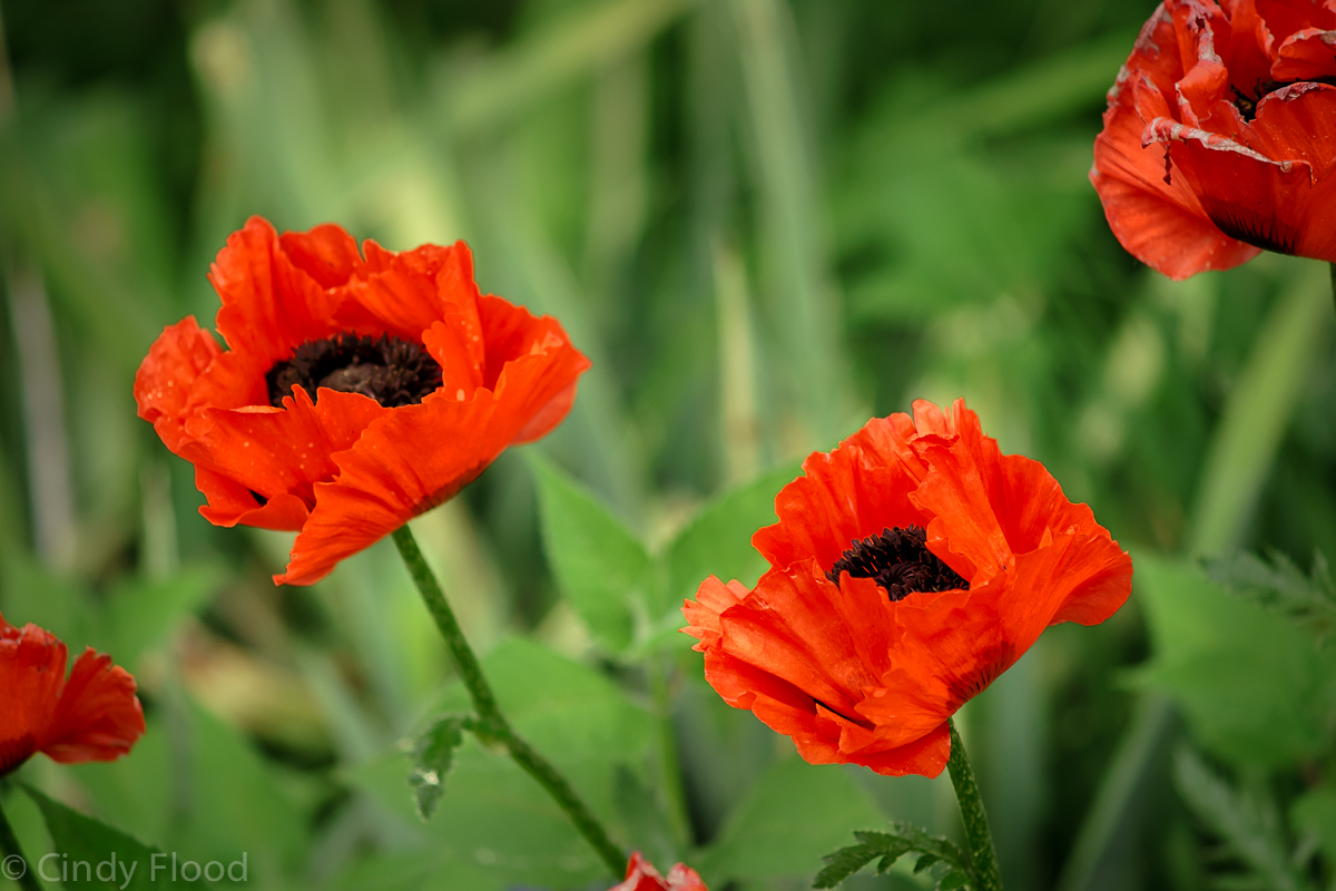 Poppies-3.jpg