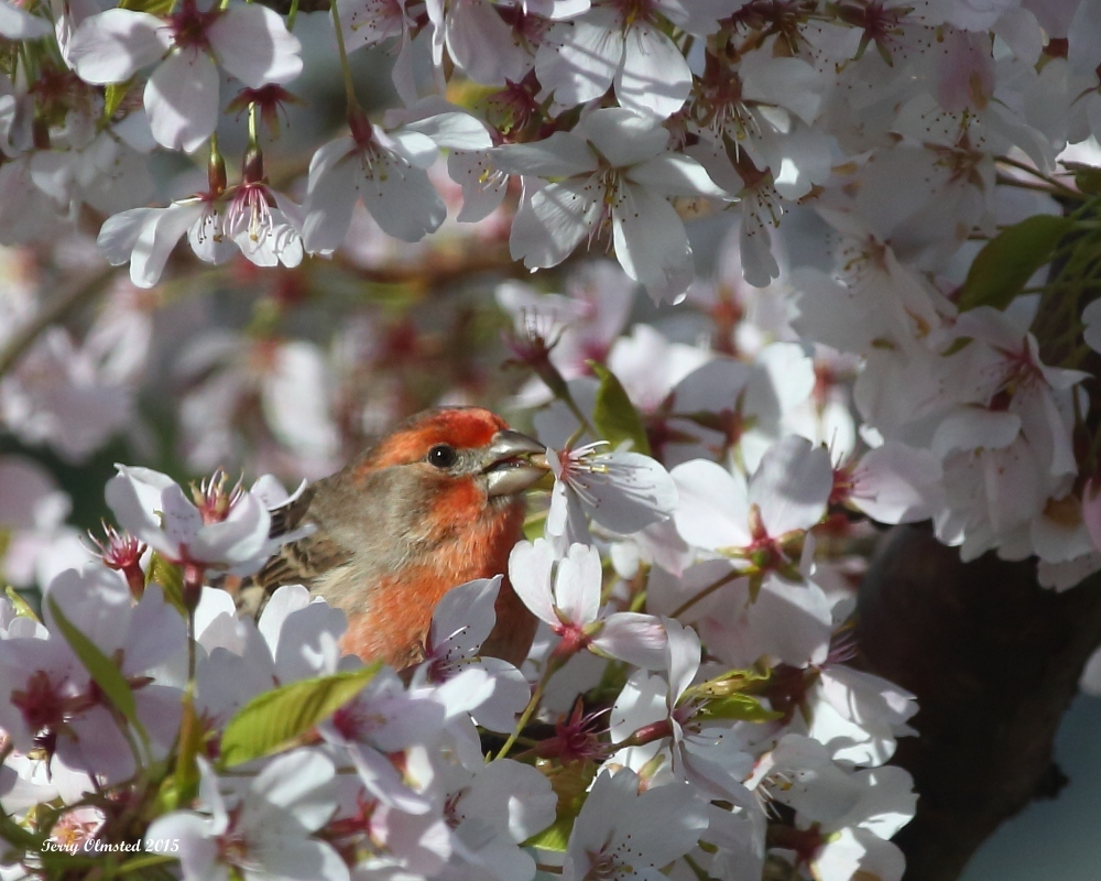 3-26-2015 House Finch in the cherry blossoms