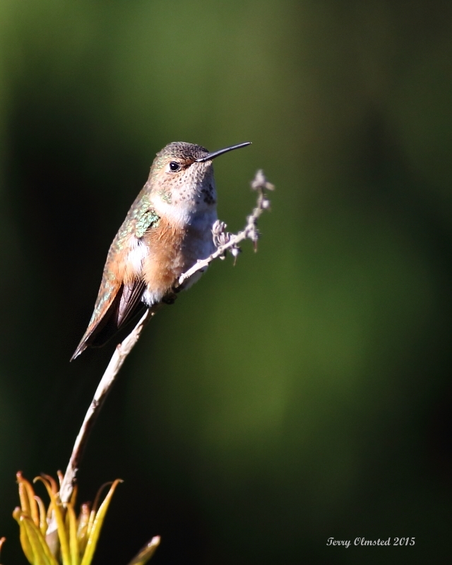 4-25-2015 A Rufous Hummingbird Series - image 2