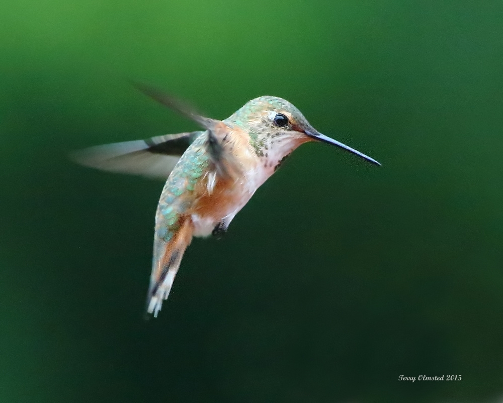 4-25-2015A Rufous Hummingbird Series - image 4